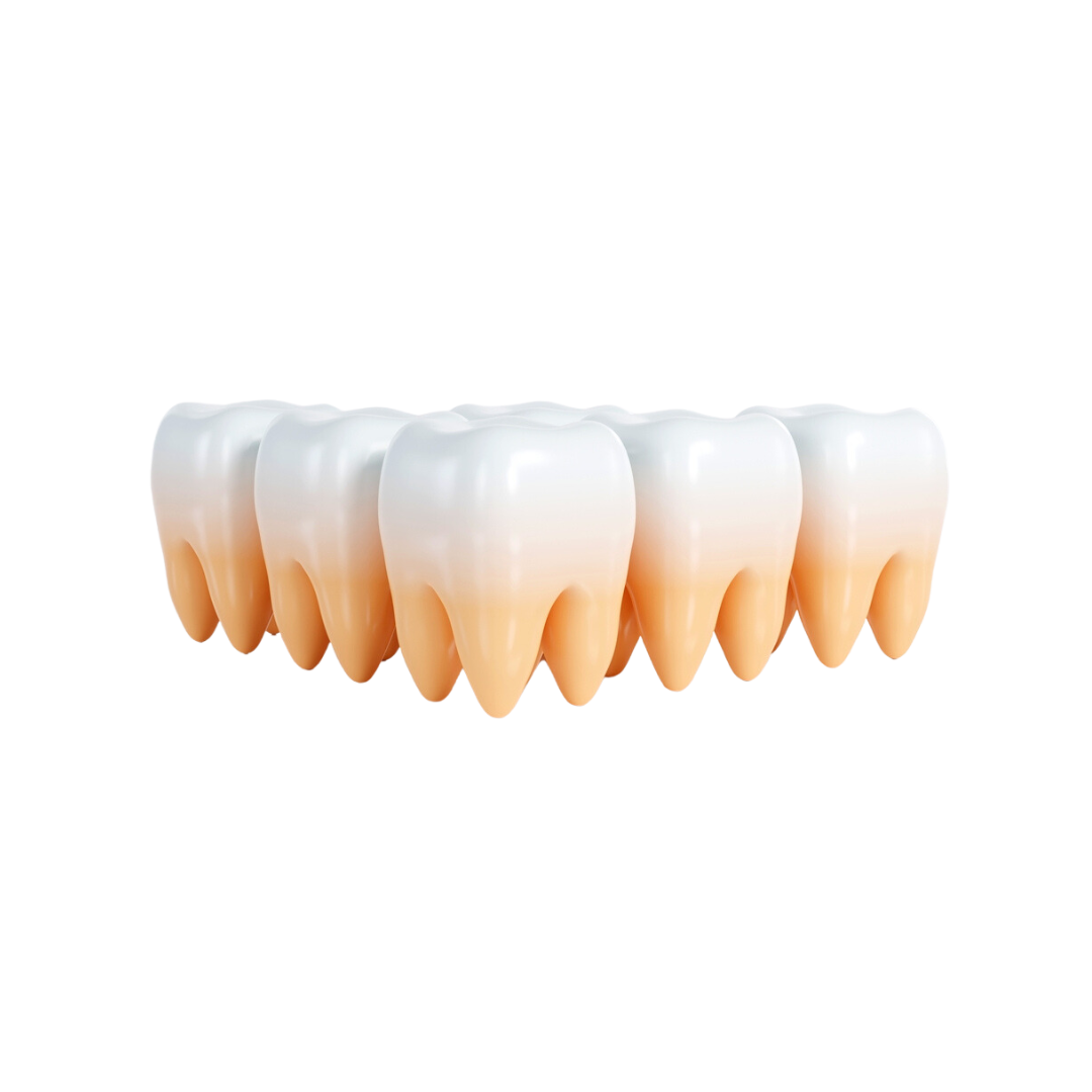 Whitened Teeth model